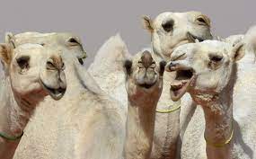 When you purchase through links on our site, we may earn an affiliate commission. What Are The Health Benefits Of Camel Milk Does It Help Children With Autism And Can You Buy It From Asda