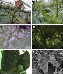 Image result for Calepitrimerus vitis