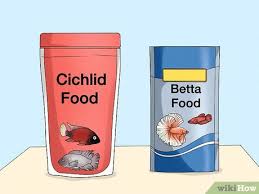 However, some owners prefer to feed their fish twice a day. 3 Ways To Feed Fish Wikihow