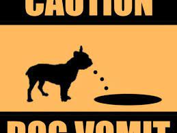 How To Rehydrate Your Dog After Vomiting Pethelpful