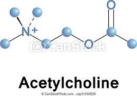 The obligatory role of the endothelial cells in relaxation of arterial smooth muscle by acetylcholine / r.f. Acetylcholine Is An Organic Chemical That Functions In The Brain And Body As Neurotransmitter Vector Illustration Of Canstock