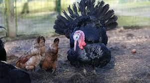 Photo Un nouveau foyer de grippe aviaire détecté dans ... - Maville Angers