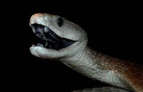 Black Mamba Black Mamba Snake Mamba Snake Black Mamba