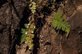 Image result for Aleuritopteris