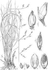 Image result for Panicum phragmitoides