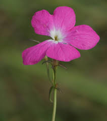 Image result for Cycnium tubulosum