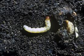 How to get rid of wood lice in garden. Woodlice Rhs Gardening