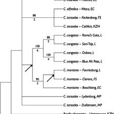 Image result for Craterocapsa