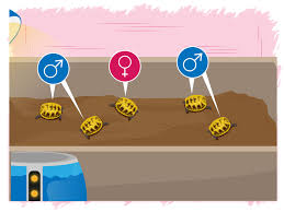 Make A Habitat For Hermann S Tortoises Tortue