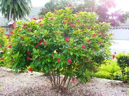Image result for Jatropha erythropoda