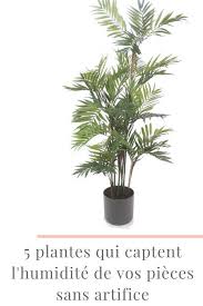5 Plantes Qui Absorbent L Humidite De Toutes Les Pieces Plante Jardins Astuces