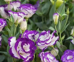 Image result for eustoma lisianthus in garden