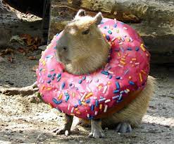 Day 5 Last Solo Day In Tokyo Capybara Cute Animals Funny Animals