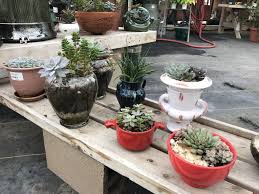 This video will show my potted succulent plants. Amazing Selection Of Denver Co Succulent Plants