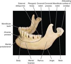 Maybe you would like to learn more about one of these? 10 Applied Surgical Anatomy Of The Head And Neck Pocket Dentistry