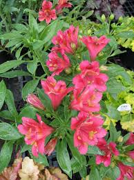 Image result for Alstroemeria pulchella