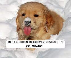 The numbers increase if you consider a puppy to be anything less than a year old. Best Golden Retriever Rescues In Colorado 2021 We Love Doodles