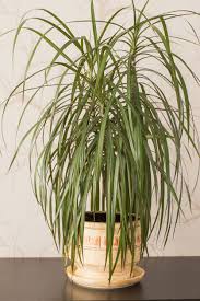 You can also buy tons of different types of dracaena online, like on amazon! Yucca Vs Dracaena Plants What S The Difference Between Yucca And Dracaena