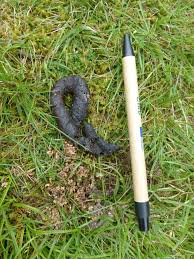 Image result for marten poop