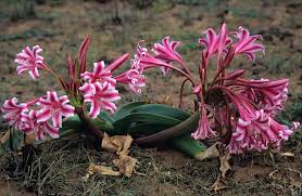 Image result for Crinum stuhlmannii