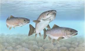 Salmon in malayalam is malayalam salmon! Atlantic Salmon Atlantic Salmon Salmon Fish Pacific Salmon