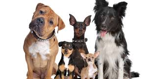 » est la chanson officielle. Exposition Canine Les 1200 Meilleurs Chiens De Race Reunis A Saint Paul Ville De Saint Paul