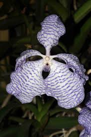 Image result for Vanda coerulea