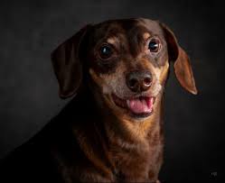 Hi is anyone missing a dog? According to his microchip number, his name is  Rocky, he's a rottweiler looks about 2 years old, black and brown with some  white