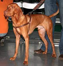 The rare wirehaired vizsla (only a few hundred exist in north america) was developed by crossing the vizsla with the german wirehaired pointer and griffon in the 1930's for a dog with heavier coat for hunting in cold weather. Vizsla Wikipedia