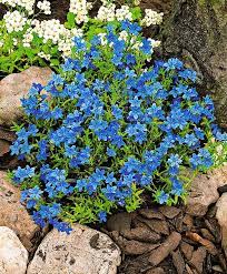 Lithodora Diffusa Heavenly Blue Is A Compact Plant That Stays Green In Summer And Winter It Is Covered For Months With D Plants Winter Plants Planting Flowers