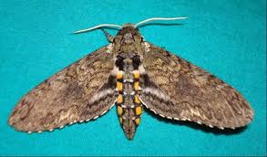 Image result for Kyllinga sphaerocephala