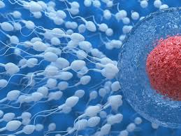 So, how does the iui method to get pregnant work? Donor Insemination American Pregnancy Association