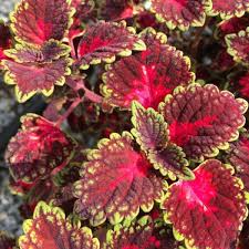 Image result for Coleus sylvestris