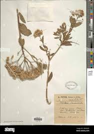 Image result for Pluchea dioscoridis