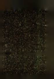 Image result for Acacia tenuispina