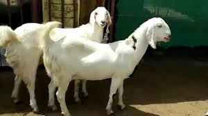 Ns goat farm is located near shahapur Sojat Pregnant Female Goats For Sale Chawla Goat Farm Pushkar Youtube
