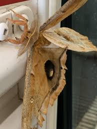 Image result for Albertisia