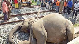 Train hits female jumbo near Kovai | Train hits female jumbo near Kovai