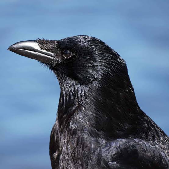 All about the Carrion Crow - GardenBird