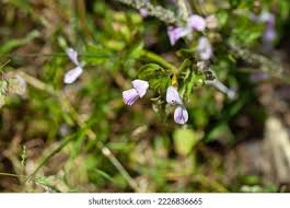Image result for Hypoestes triflora