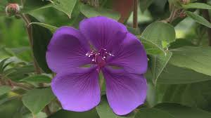 We did not find results for: How To Grow Tibouchina The Princess Flower Or The Glory Flower Youtube