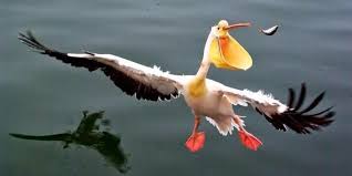 Tuwaquachi On Oiseaux Droles Photo Animaux Animaux Amusants