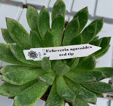 Check spelling or type a new query. Plants Of Echeveria Agavoides Red Tip The Original Garden