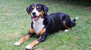 In our web site you will find all information. Entlebucher Sennenhund Alle Infos In Unserem Grossen Rasseportrait