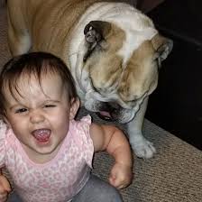 Gus The Lazy Bulldog