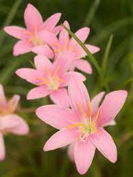 Make sure you haven't made any of native to dry regions, rain lily grows best in average to dry soil. The Best Plants For Your Water Garden Rain Lily Delicate Flower Water Garden Plants