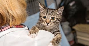 Cats r us cat boarding, surrey, british columbia (port kells). How To Sell A Cattery