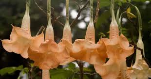 Brugmansia plants are available for sale from the following nurseries. Growing Brugmansia The Angel Trumper Flower