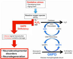 Dna Damage And Synaptic And Behavioural Disorders In Glucose