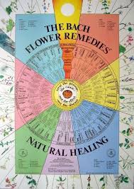 bach flower wall poster chart bach flowers remedies flowers